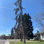 Tree Maintenance - City Owned at 1439 28 St SW