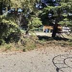 Tree Maintenance - City Owned at 7603 39 Av NW