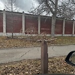 Shrubs, Flowers, Leaves Maintenance in a Park at 716 24 A St NW