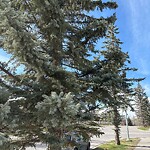 Tree Maintenance - City Owned at 144 Straddock Cr SW