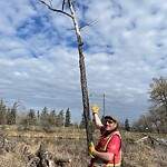Tree Maintenance - City Owned at 2453 9 Av SE