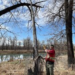 Tree Maintenance - City Owned at 2453 9 Av SE