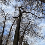 Tree Maintenance - City Owned at 2453 9 Av SE