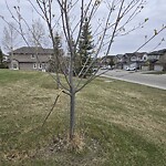 Tree Maintenance - City Owned at 997 1079 Panamount Blvd Nw, Calgary, Ab T3 K 0 J8, Canada