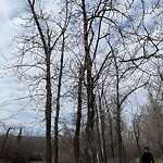 Tree Maintenance - City Owned at 5330 Nose Hill Dr NW