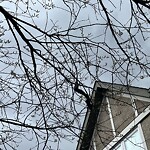 Tree Maintenance - City Owned at 74 Ypres Gr SW