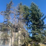 Tree Maintenance - City Owned at 4227 15 A St SW