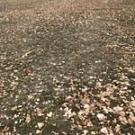 Shrubs, Flowers, Leaves Maintenance in a Park-WAM at 600 Northmount Dr NW