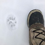 Wildlife Sightings at 1714 32 Av SW