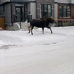 Wildlife Sightings at 2627 35 St SW