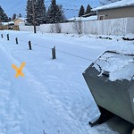 Coyote Sightings and Concerns at 503 Mcintosh Rd NE