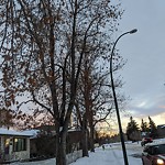 Tree Maintenance - City Owned at 3718 14a St SW Altadore