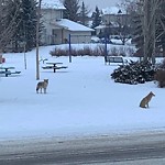 Coyote Sightings and Concerns at 11 Bridlewood Av SW