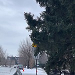 Tree Maintenance - City Owned at 4069 Garrison Bv SW