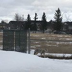 Coyote Sightings and Concerns at 107 Martinview Rd NE
