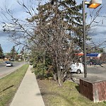 Tree Maintenance - City Owned at 60 Shawcliffe Co SW
