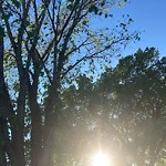Tree Maintenance - City Owned-WAM at 1106 Child Av NE