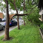 Tree Maintenance - City Owned-WAM at 2021 17 Ave SW Southwest Calgary