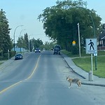 Coyote Sightings and Concerns at 44 Glenfield Rd SW