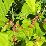Shrubs, Flowers, Leaves Maintenance in a Park at 9769 15 St SE