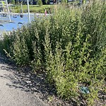 Shrubs, Flowers, Leaves in a Park - Maintenance at 80 Crestbrook Wy SW