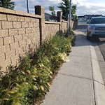 Mowing - Residential Roadway - up to 50km/h at 90 Evanscrest Terrace Nw, Calgary, Ab T3 P 0 R6, Canada
