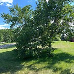 Tree Maintenance - City Owned at 40 Edgepark Wy NW