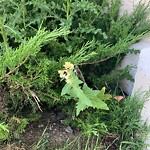 Shrubs, Flowers, Leaves Maintenance in a Park at 2 Tuscany Valley Vw NW