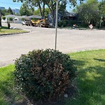 Tree Maintenance - City Owned at 502 14 Av NE