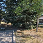 Tree Maintenance - City Owned at 88 Castlebrook Wy NE