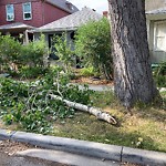 Tree Maintenance - City Owned-WAM at 2021 8 Av SE