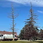 Tree Maintenance - City Owned at 102 Rivercrest Vi SE