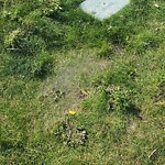 Sprinkler Maintenance in a Park at 169 Evansdale Wy NW