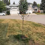 Parks - Branching Out Tree Program at 19 Woodstock Rd SW
