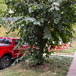 Tree Maintenance - City Owned at 305 11 St NW