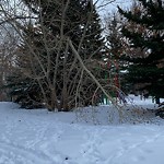 Tree Maintenance - City Owned at 69 Shannon Ci SW