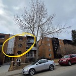 Tree Maintenance - City Owned at 501 57 Ave SW Windsor Park