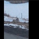 Coyote Sightings and Concerns at 4455 110 Av SE