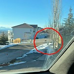Coyote Sightings and Concerns at 94 Slopes Pt SW