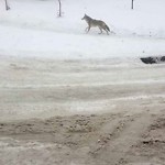 Coyote Sightings and Concerns at 41 Fonda Dr SE
