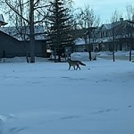 Coyote Sightings and Concerns at 45 Tuscany Hills Ci NW