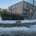 Coyote Sightings and Concerns at 1900 10 A St SW