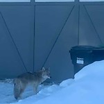 Coyote Sightings and Concerns at 178 Nolancliff Cr NW