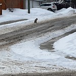 Coyote Sightings and Concerns at 1736 12 Av NW