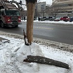 Tree Maintenance - City Owned at 414 Centre St SE