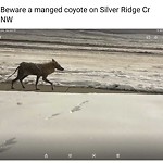 Coyote Sightings and Concerns at 211 Silver Ridge Cr NW