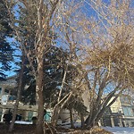Tree Maintenance - City Owned at 109 Mt Alberta Pl SE