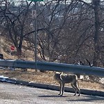 Coyote Sightings and Concerns at 520 4 A St NE