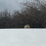 Coyote Sightings and Concerns at 9739 37 St SW