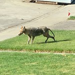 Coyote Sightings and Concerns at 5147 Viceroy Dr NW
